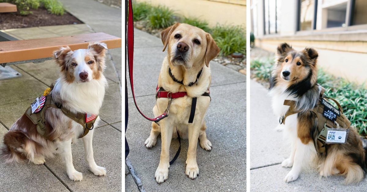 Therapy Dogs Therapy Dogs